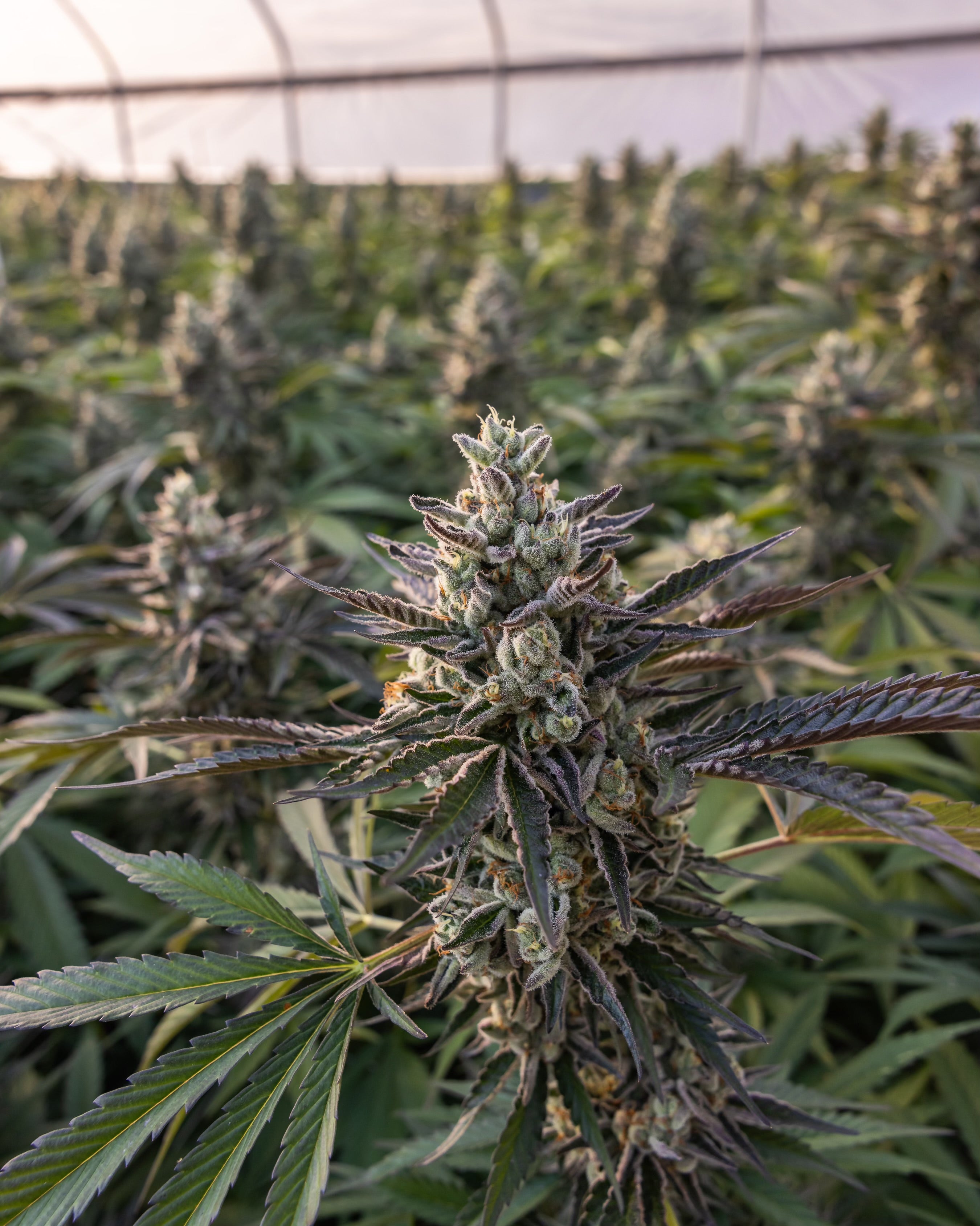 Tropical Sleigh Rider x Chicken Dance