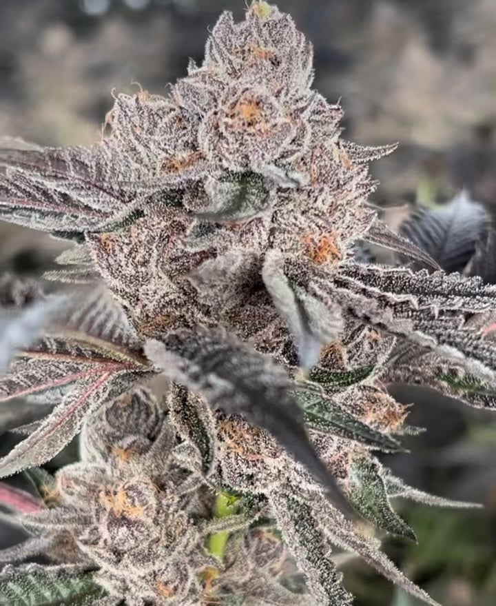 Lantz x Cookies - Regs