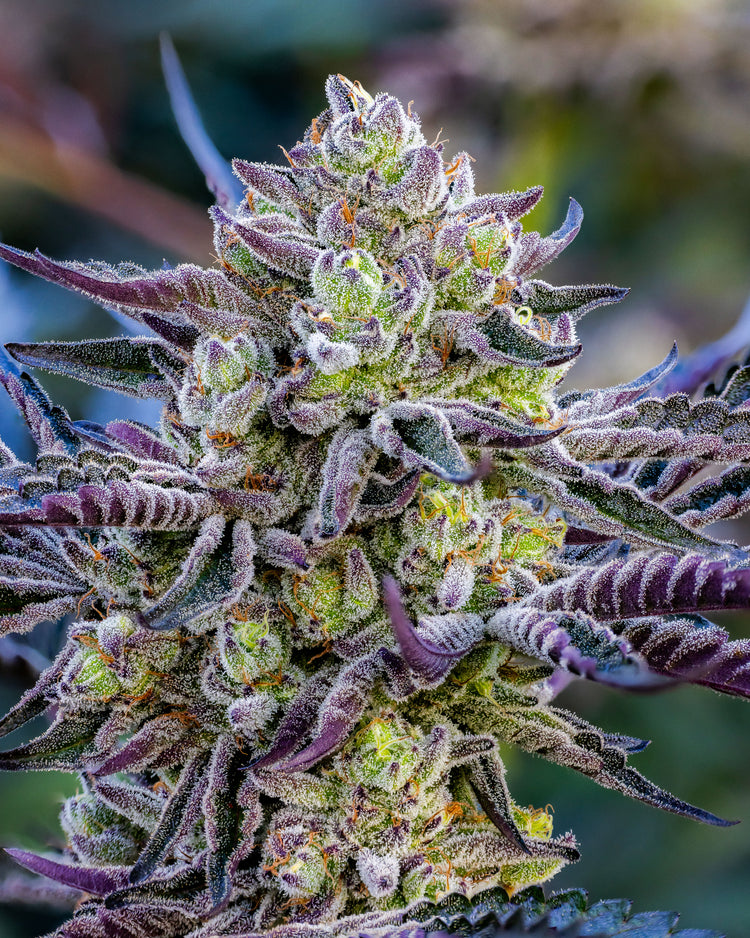 Cheetah Piss x Lantz