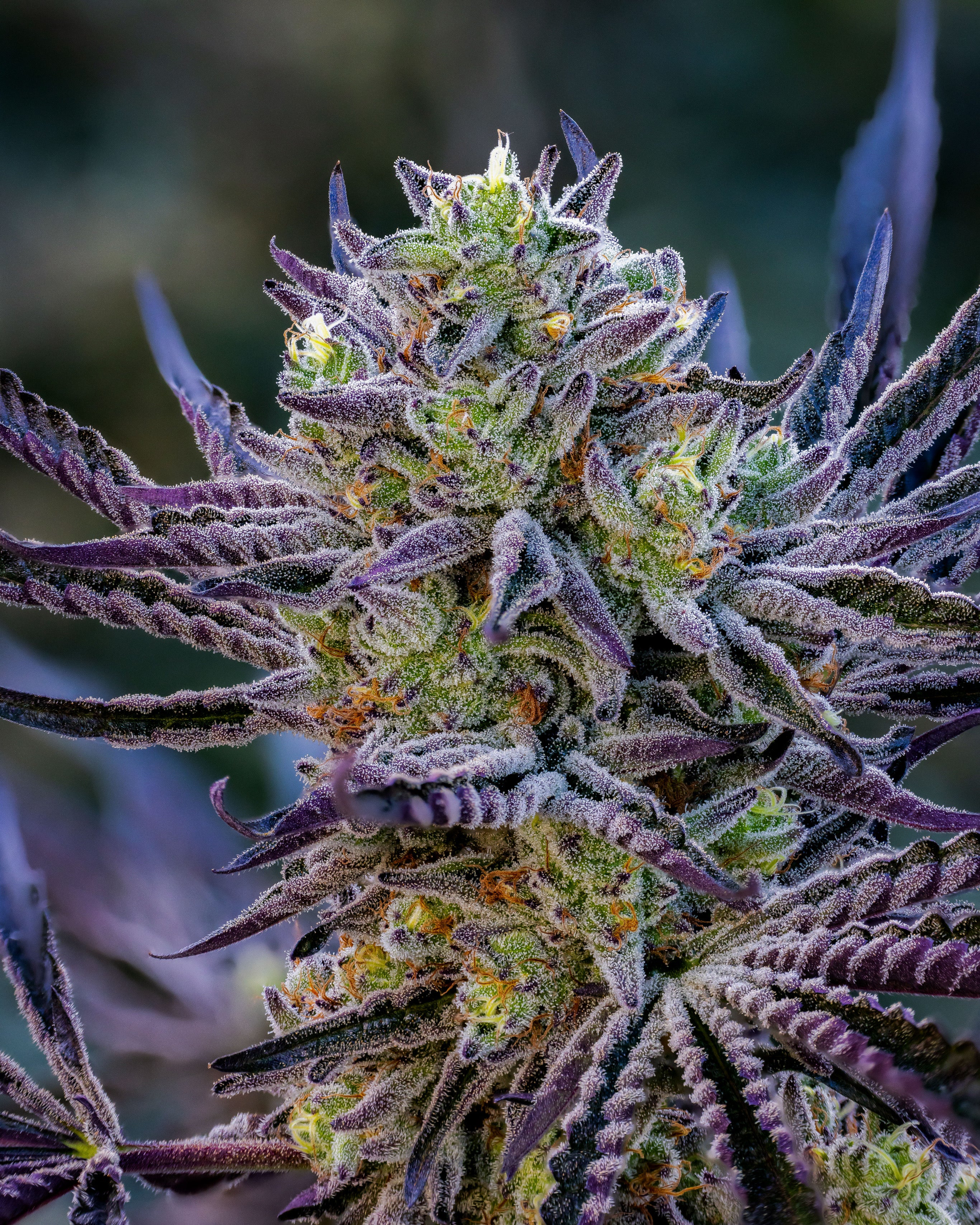 Cheetah Piss x Lantz