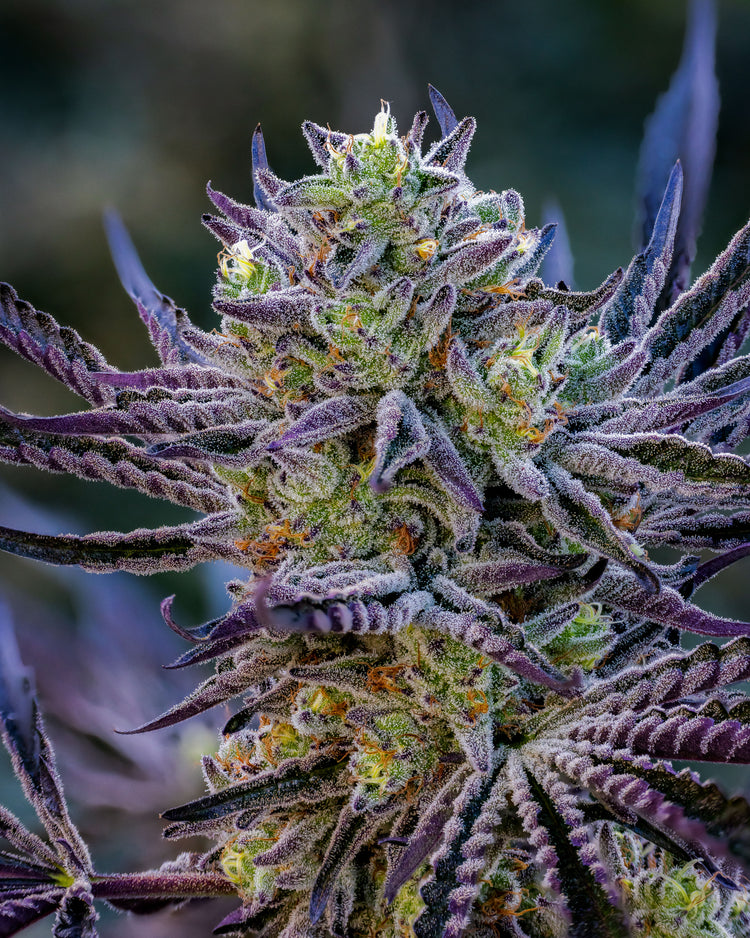 Cheetah Piss x Lantz