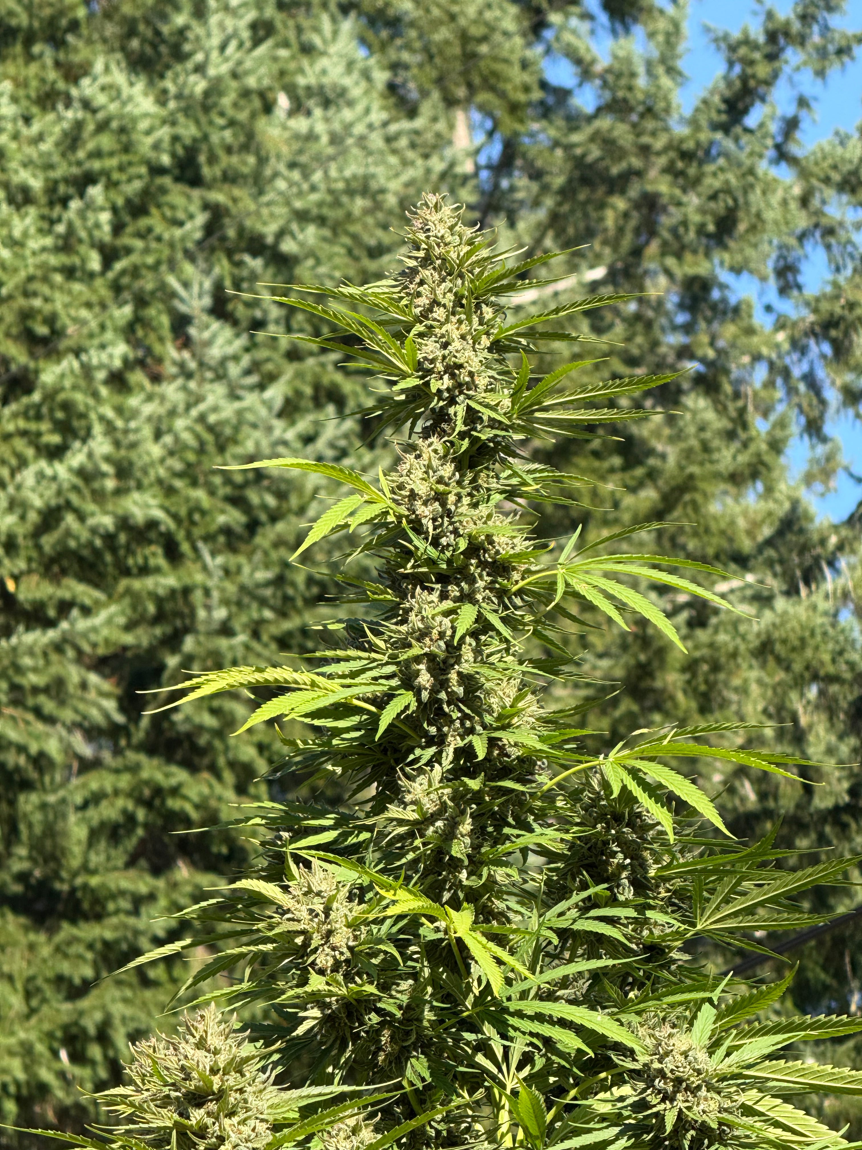 Close-up of a cannabis plant with green leaves and buds against a blurred natural background