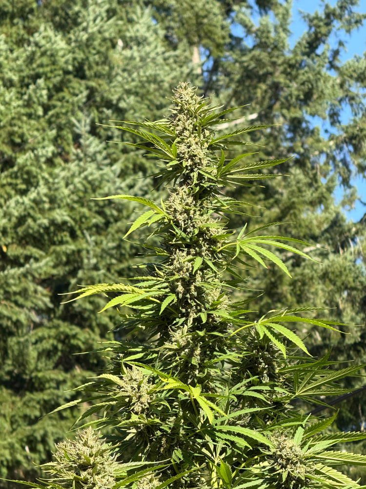 Close-up of a cannabis plant with green leaves and buds against a blurred natural background