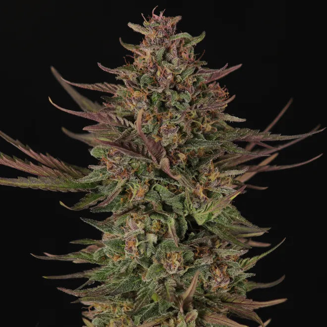 Rose Fuel - Regs