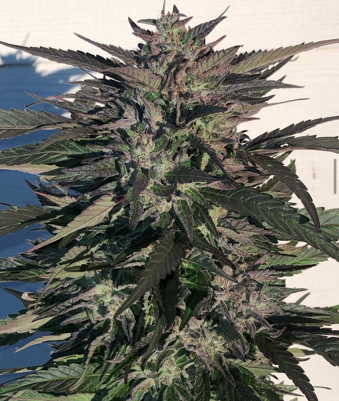 Purple Rose - Regs – Tangled Roots