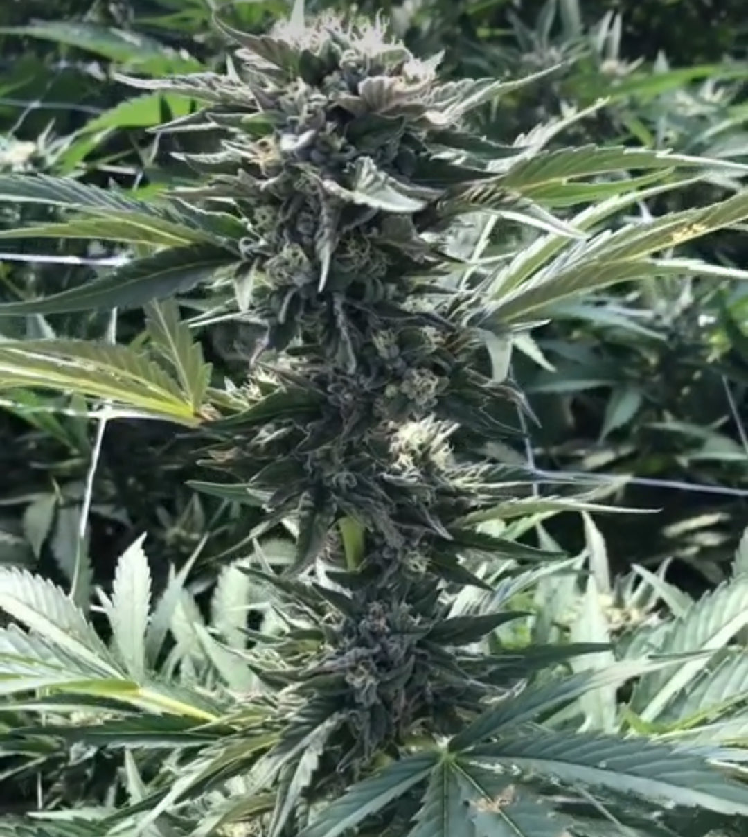 Tahoe Venom OG - Regs