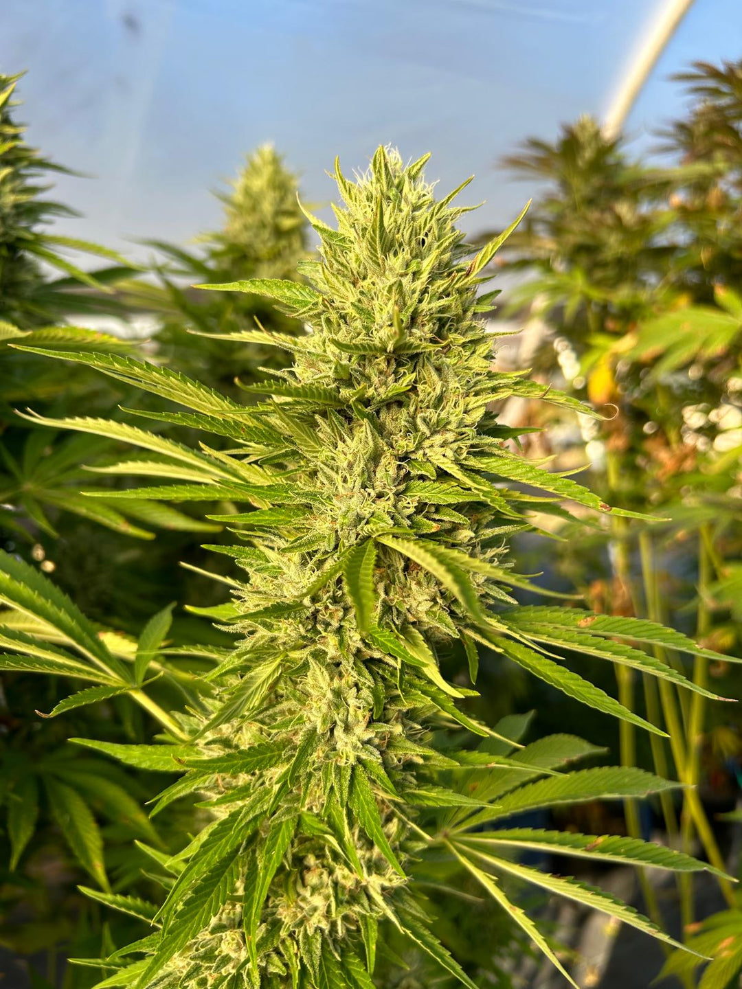 Sour Mojito - Fems