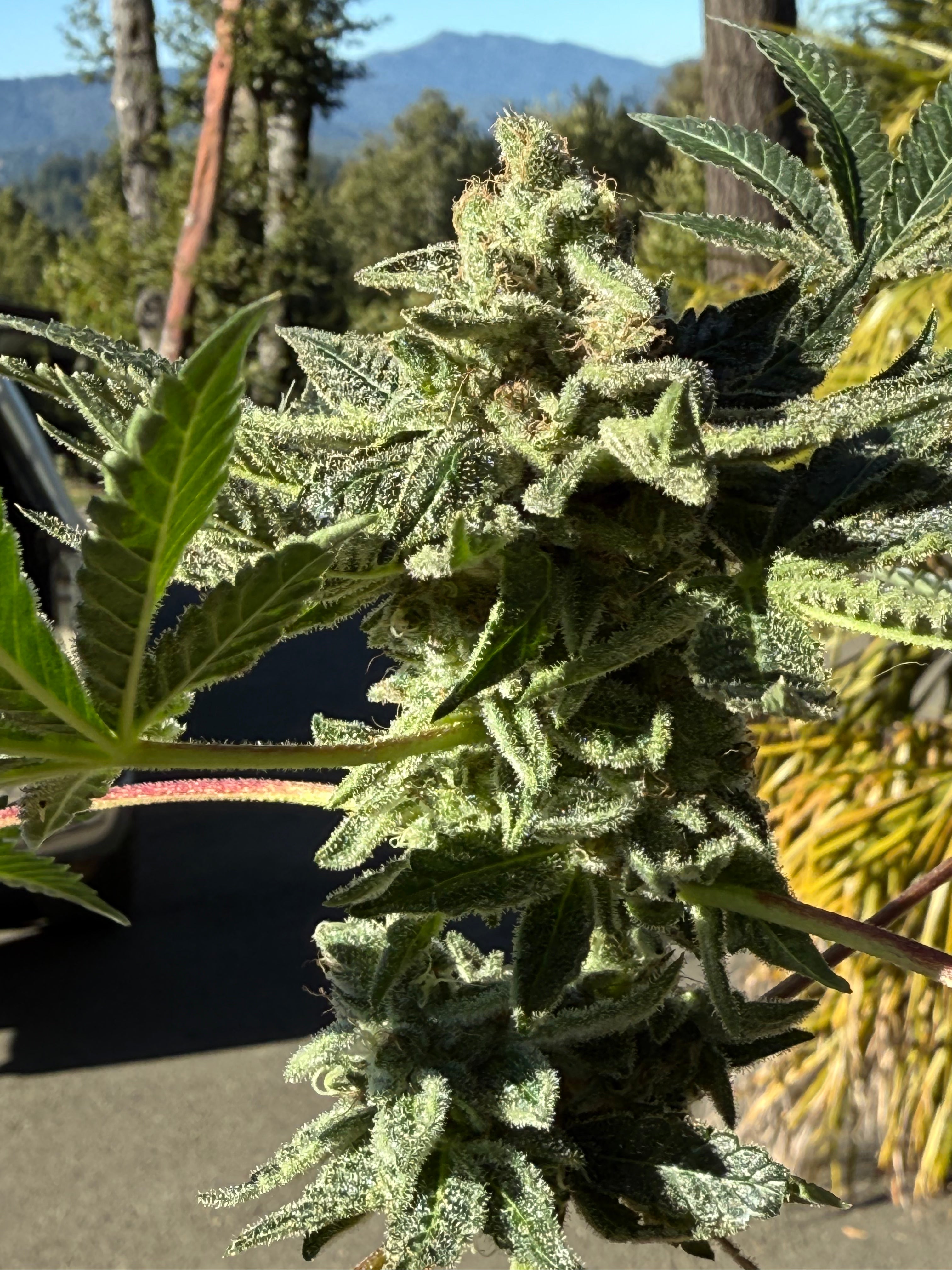 Sohum Seeds and Savage Farms Plants 3