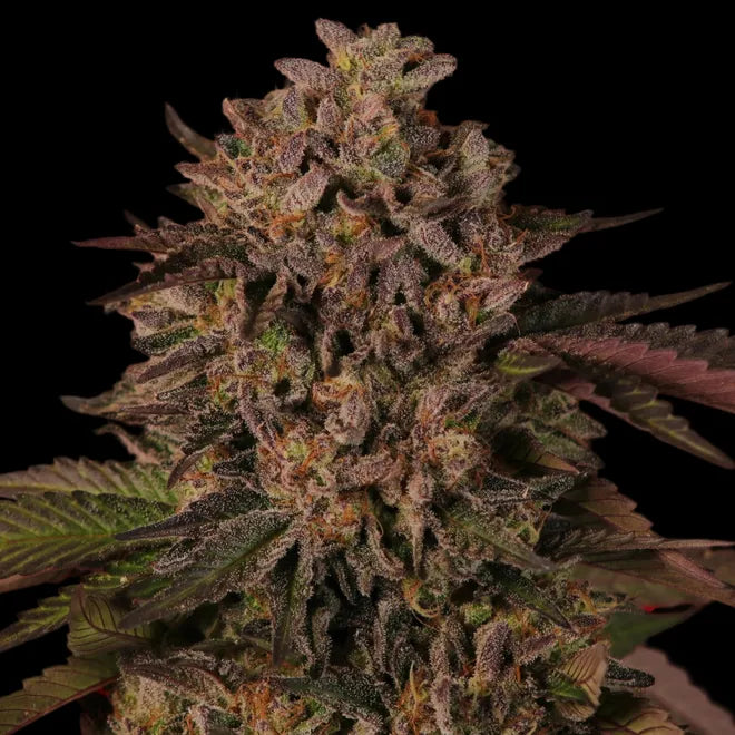 Toucan's Kush - Regs