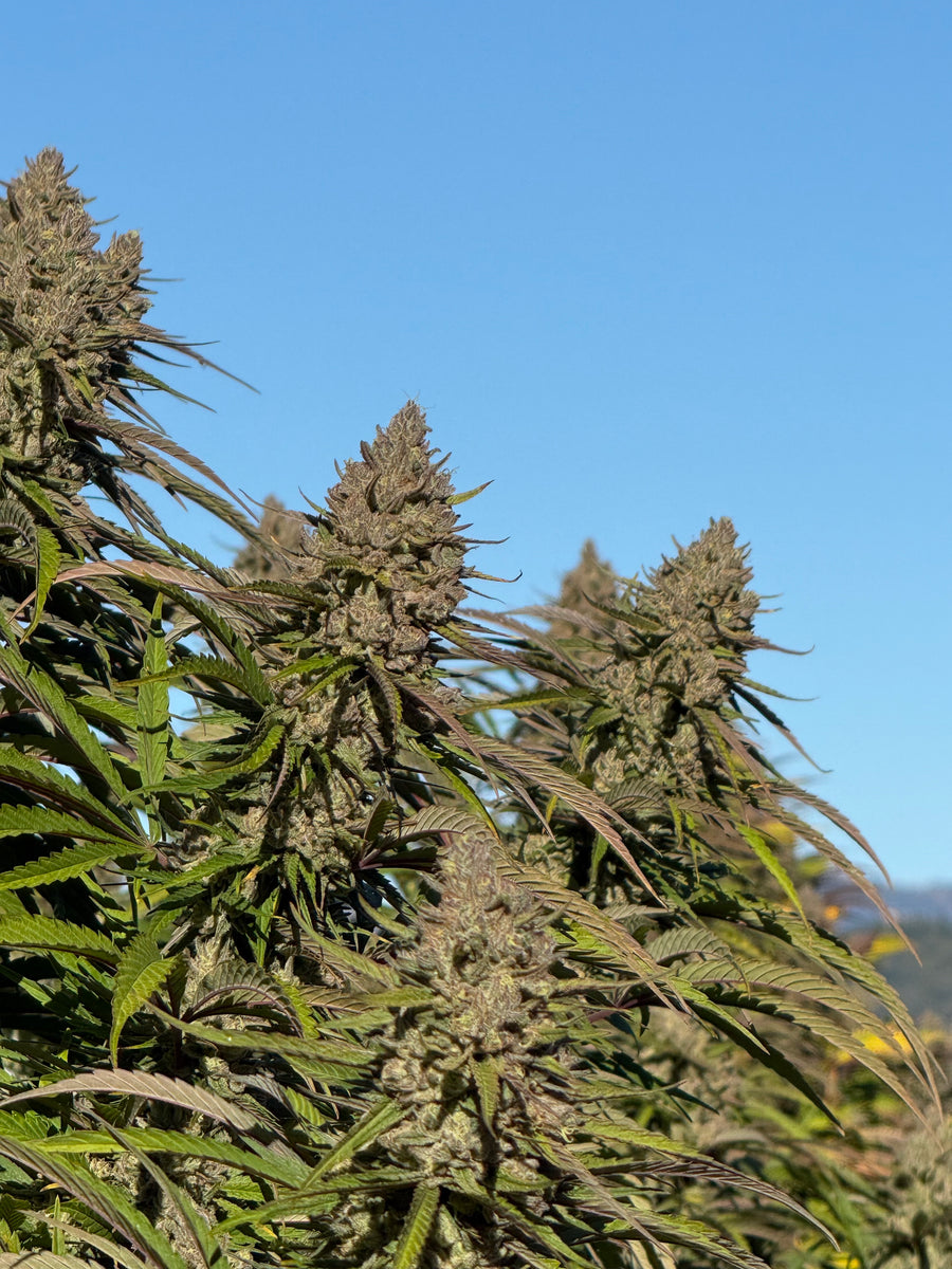 Flavor Line - Mendo Purps x Tangie - Regs – Tangled Roots