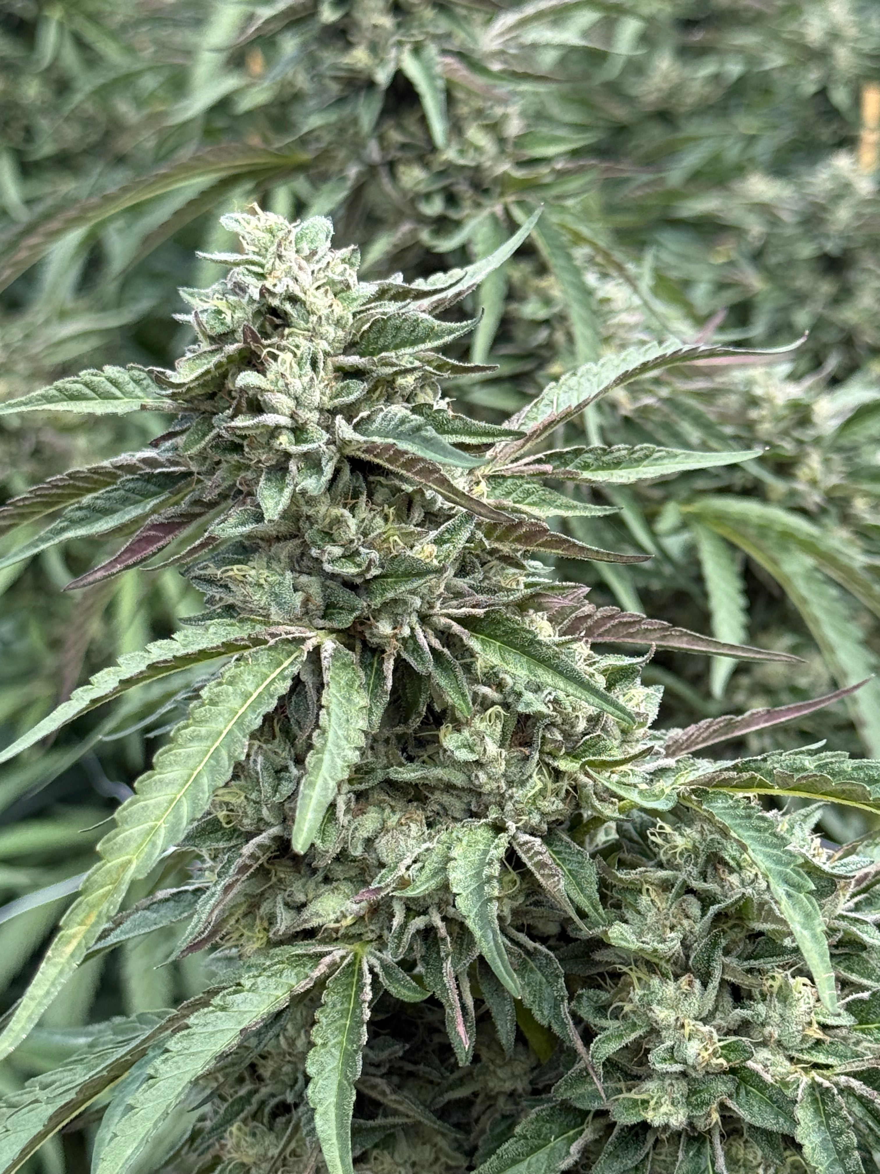 Wedding Cake x Gelato 41 - Fems – Tangled Roots