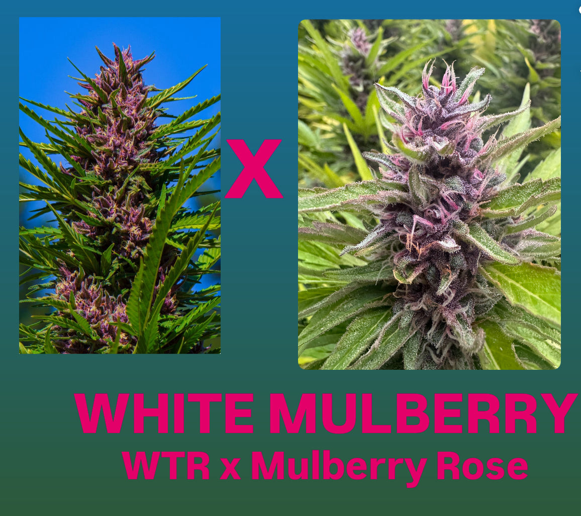 Huckleberry Hill Seeds – Tangled Roots