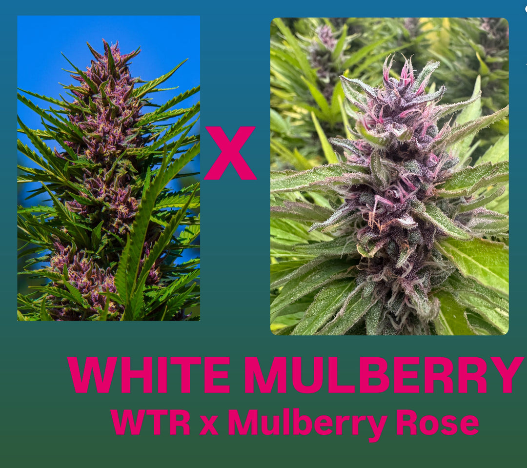Whitethorn Rose x Mulberry Rose