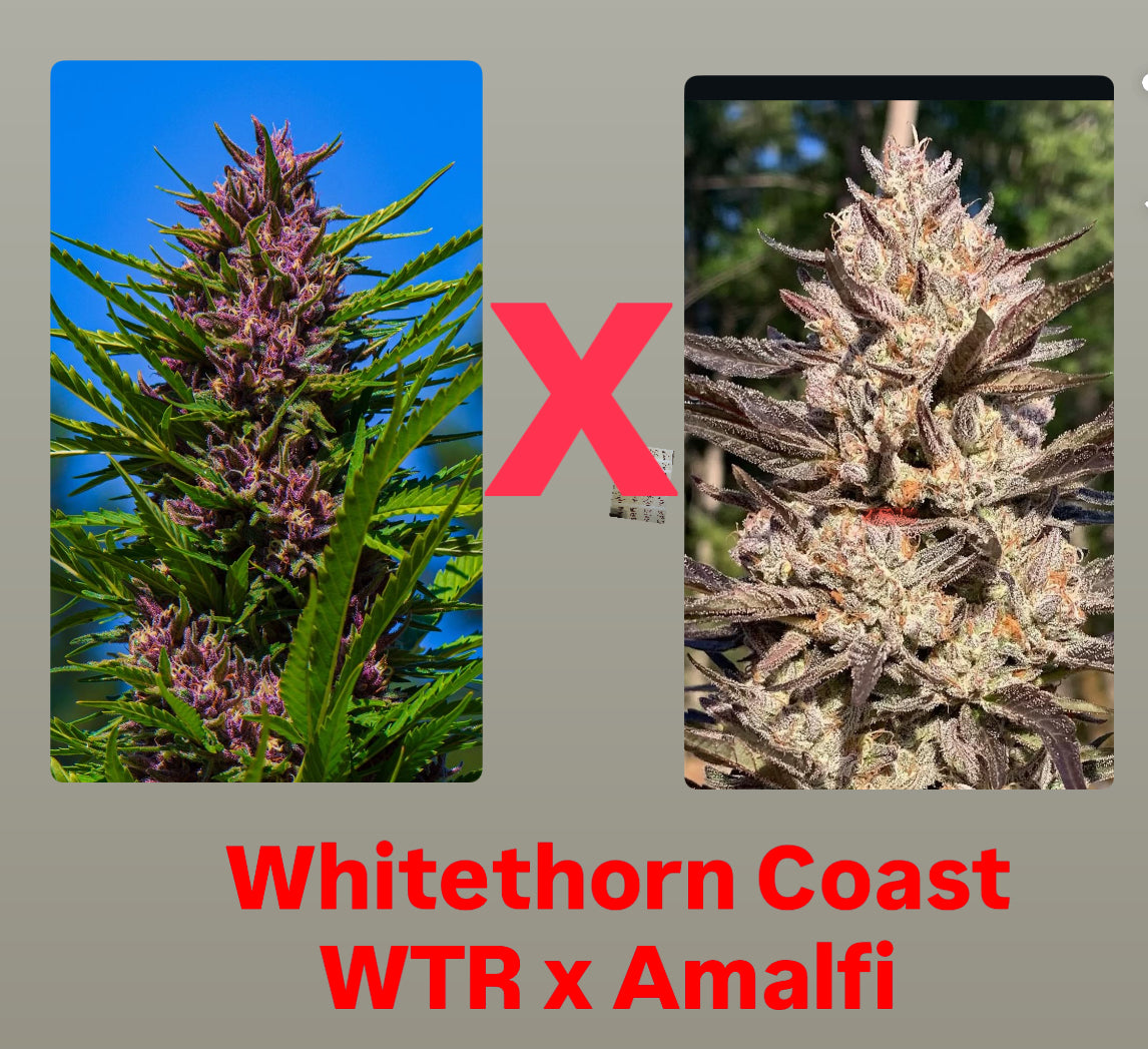 Whitethorn Rose x Amalfi