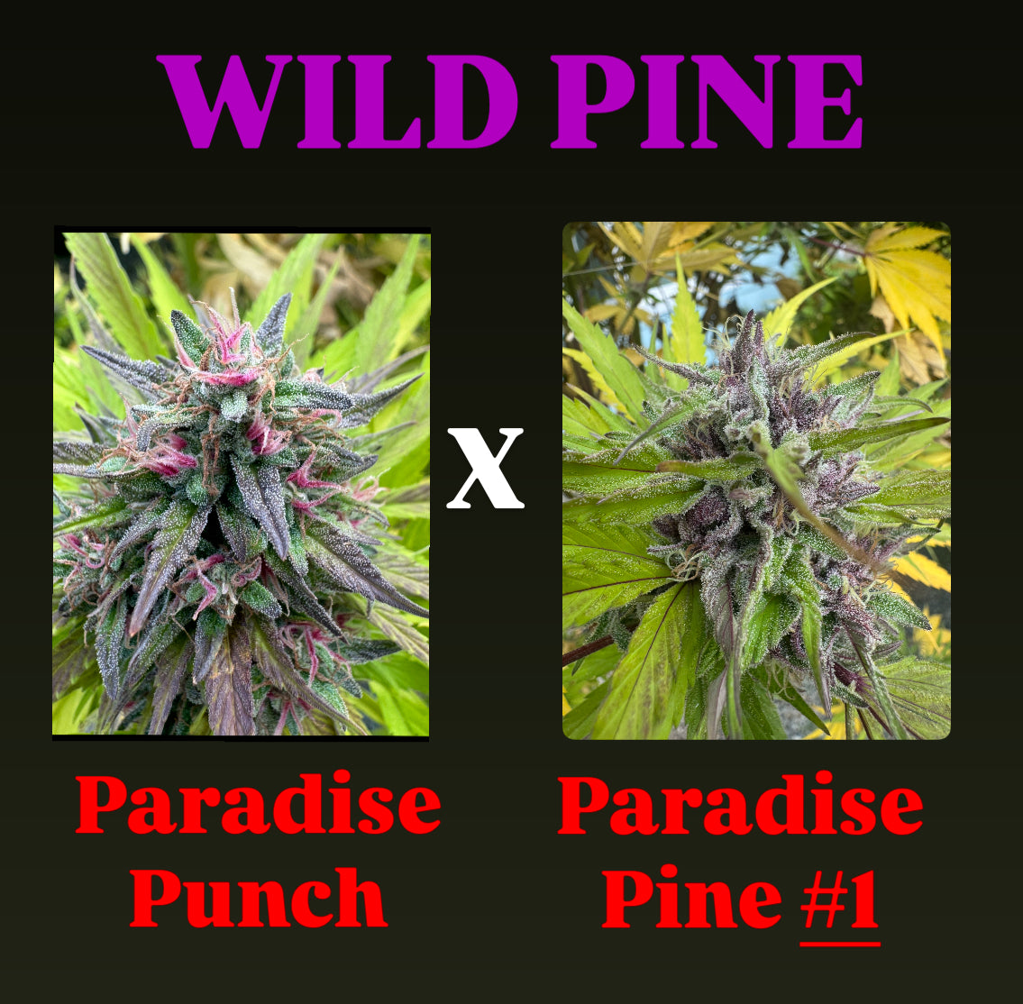 Wild Pine - Fems – Tangled Roots