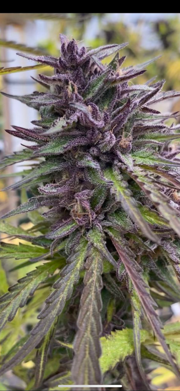 CC26 x Gelato 41 - Fems