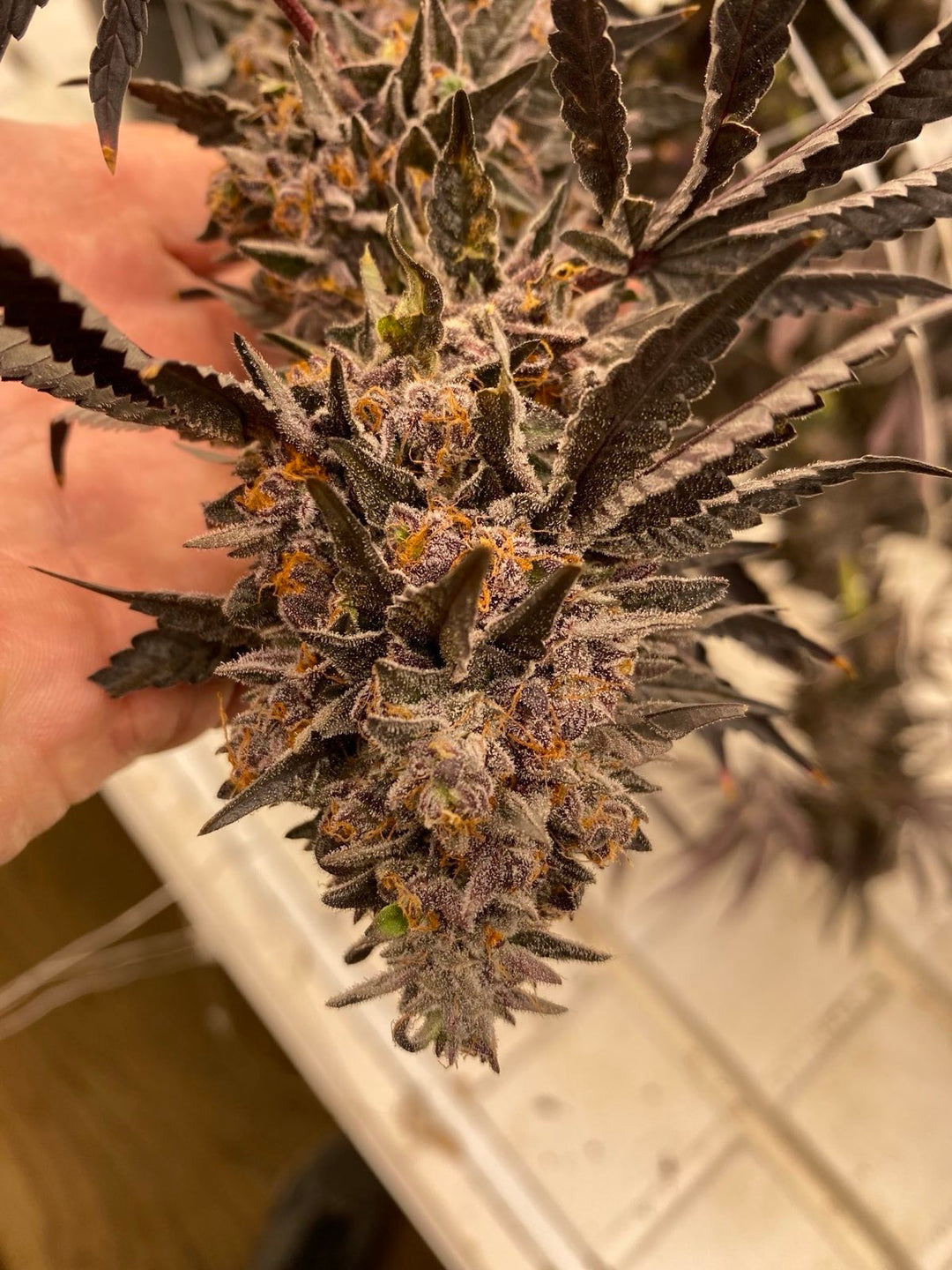 Cheetah Piss x Gelato 41  - Fems