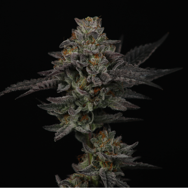 Heady OG BX2 - Regs