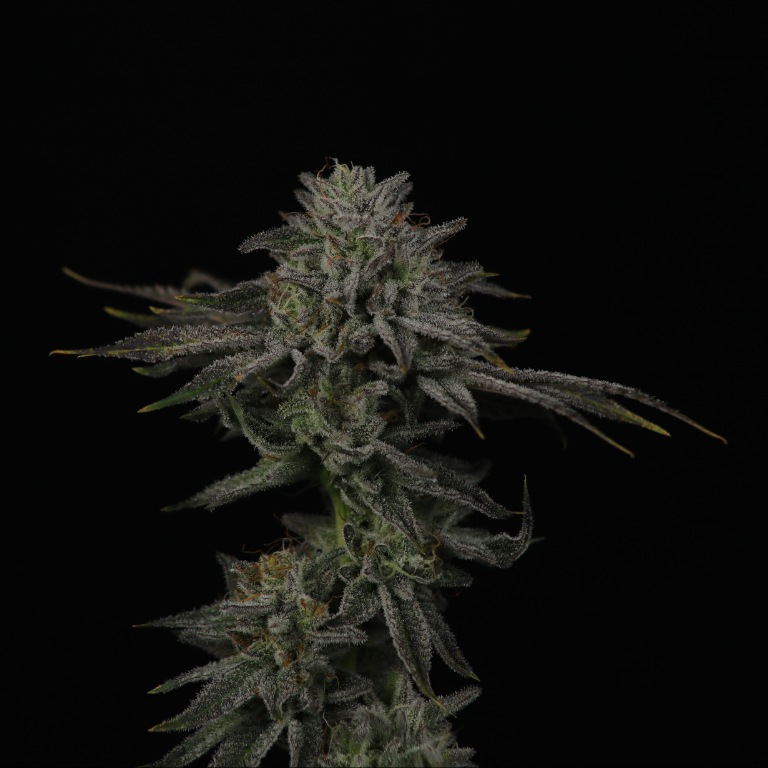 Heady OG BX2 - Regs