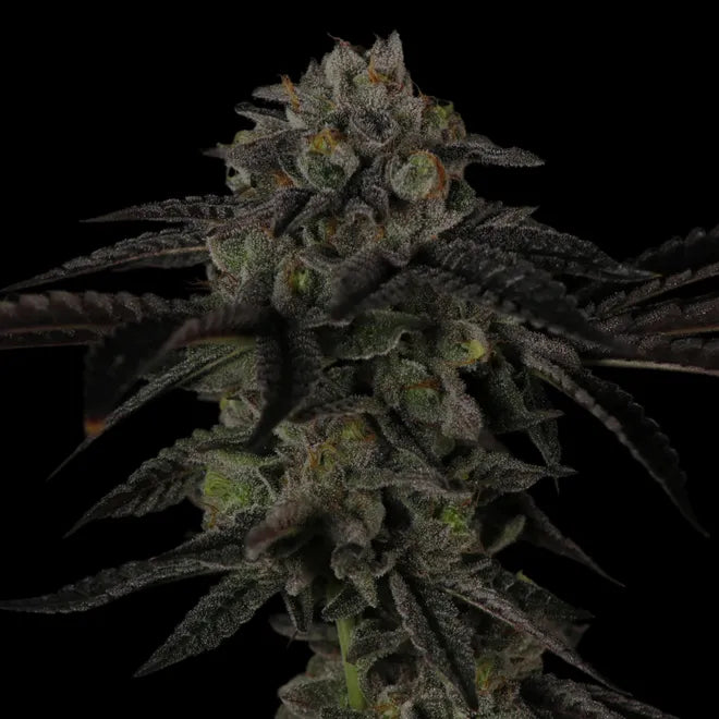 Heady OG F2 #2 - Old E's Favorite - Regs