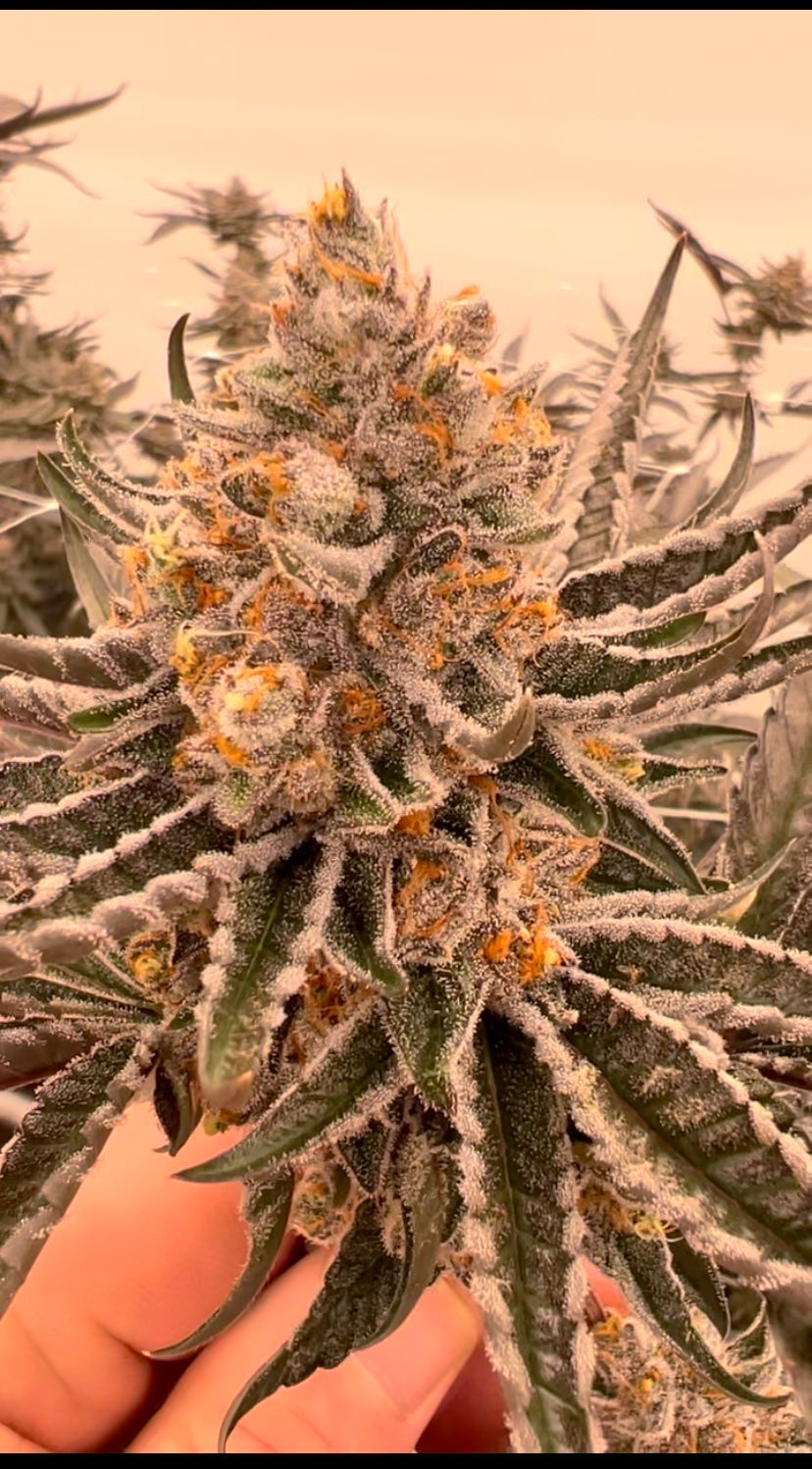 Donkey D's - (Not) Sour Diesel x G 41 - Fems