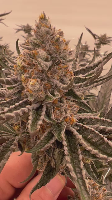 Donkey D's - (Not) Sour Diesel x G 41 - Fems