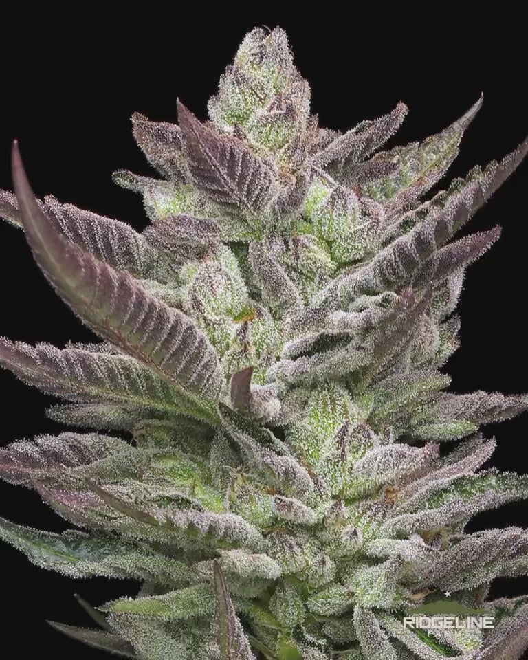 Ridgeline Farms Seeds – Tangled Roots