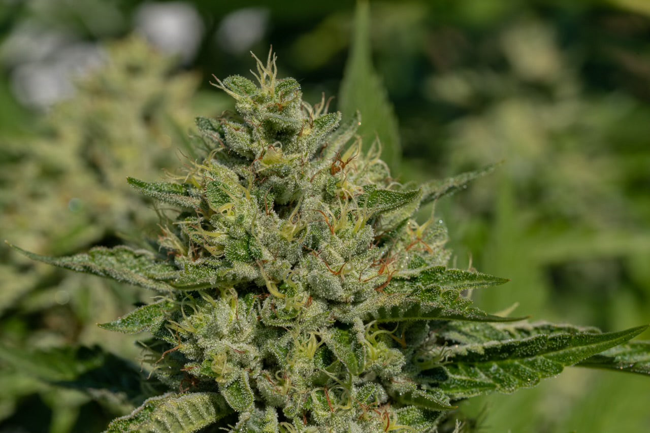 Lamboz - Regs – Tangled Roots