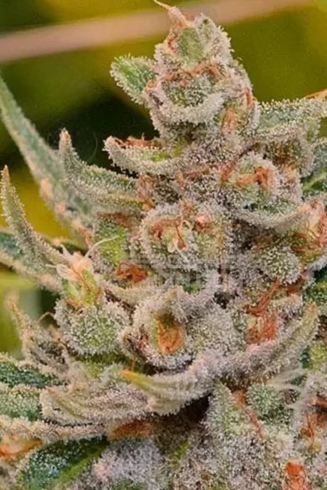 Purple Candy Cane x Tangie - Regs